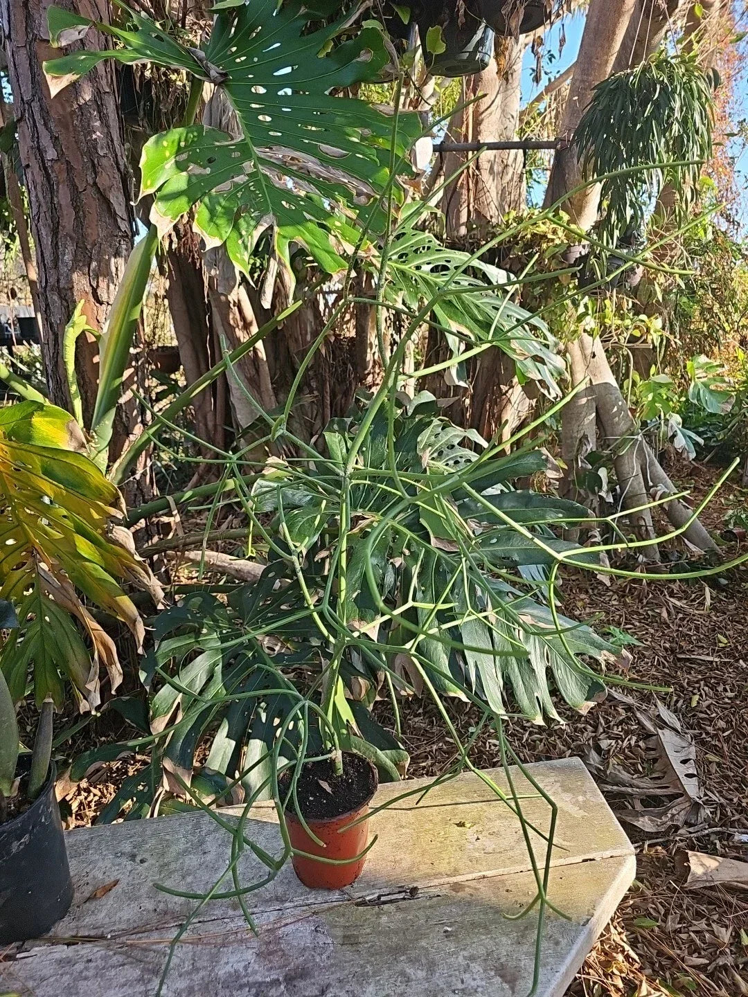 XXL Euphorbia tirucalli Pencil Cactus, African Milkbush, Indoor/Outdoor Succulent Plant, 5" Pot, Low Maintenance