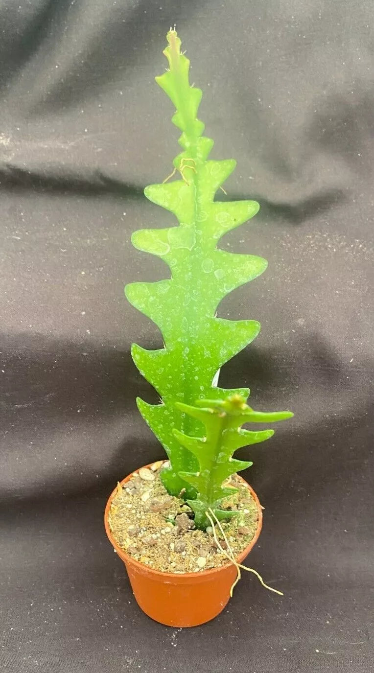 Fishbone Cactus 2.5" Pot - Epiphyllum anguliger - Two Rooted Plants - Unique Zigzag Foliage for Indoor Decor