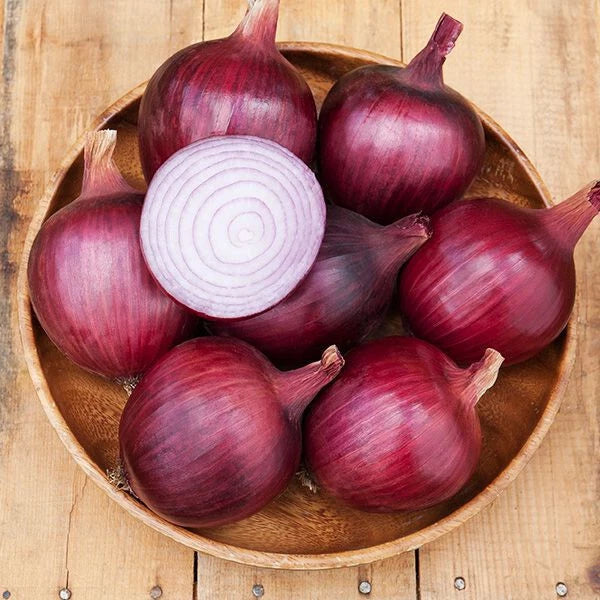 Redwing Onion Seeds 500+ Pack - Allium cepa - Non-GMO, USA Grown, Sweet Flavor, Home Garden Planting