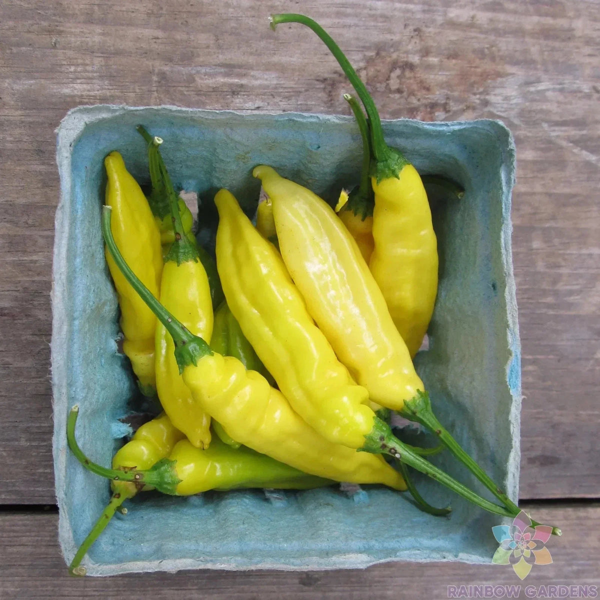 Lemon Drop Hot Pepper Seeds - 25+ Pack - Capsicum Baccatum - USA Grown, Non-GMO, Ideal for Garden Planting