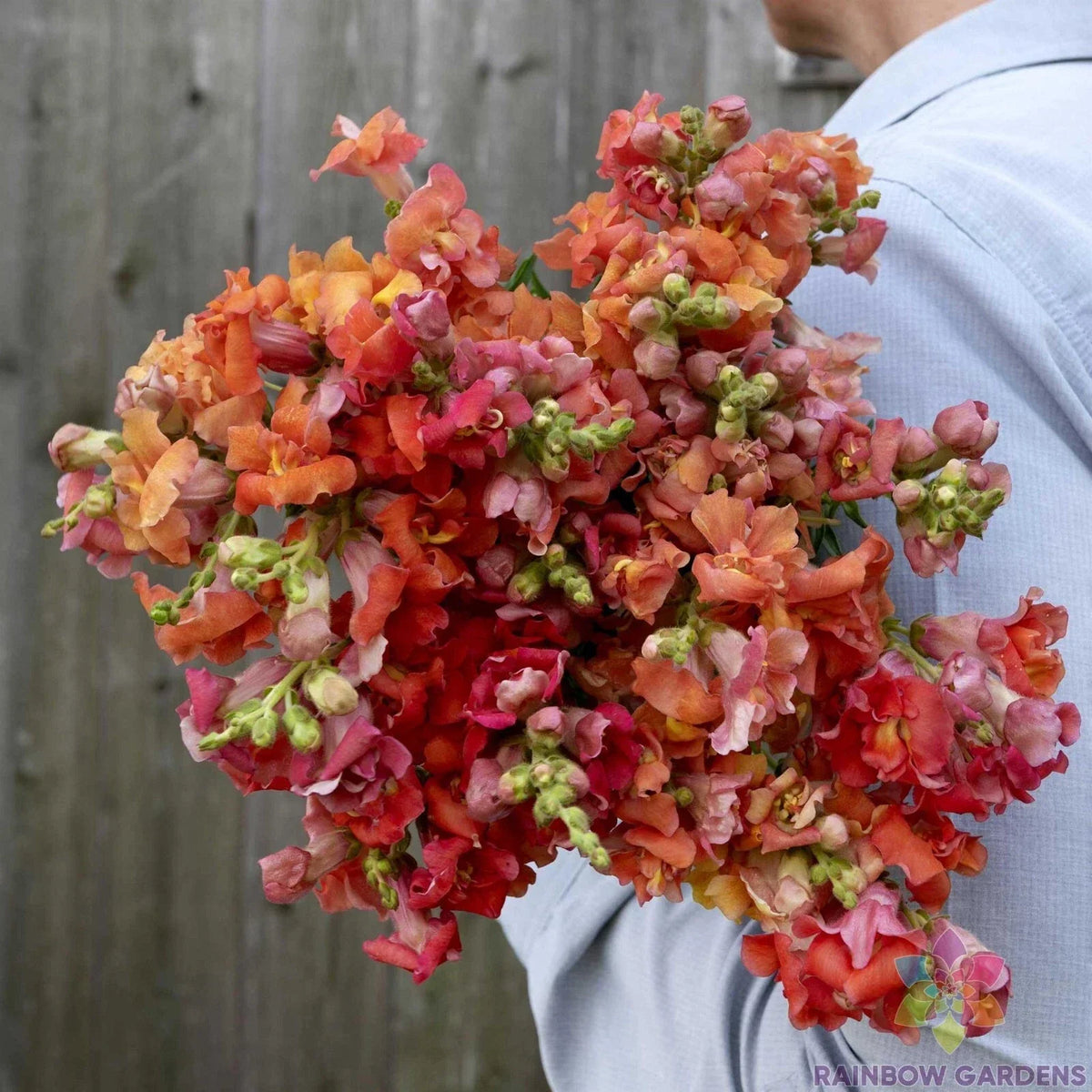 Madame Butterfly Snapdragon Seeds - 1000+ Premium Bronze Seeds - Antirrhinum majus - Non-GMO, Easy to Grow, Attracts Pollinators