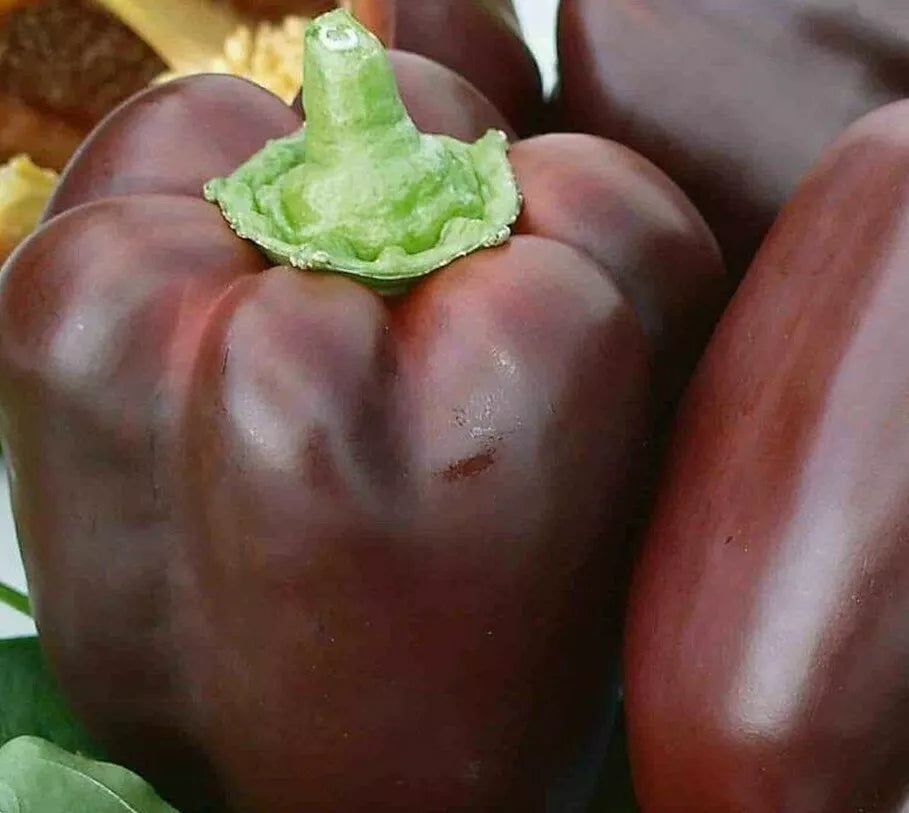 Chocolate Beauty Bell Pepper Seeds 30+ Heirloom Non-GMO Culinary Capsicum annuum - Sweet Brown Peppers for Gardening