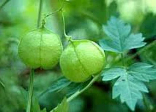 Balloon Vine Seeds, 20 Seeds, Love in a Puff Vine, Cardiospermum halicacabum - Fast-growing Annual Climbing Vine for Gardens