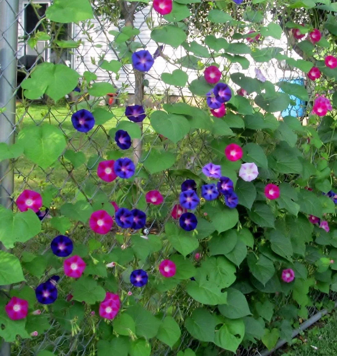 Mixed Morning Glory Wildflower Seeds, NON-GMO, Climbing Vines, Ipomoea purpurea - Colorful Garden Variety, Easy Care