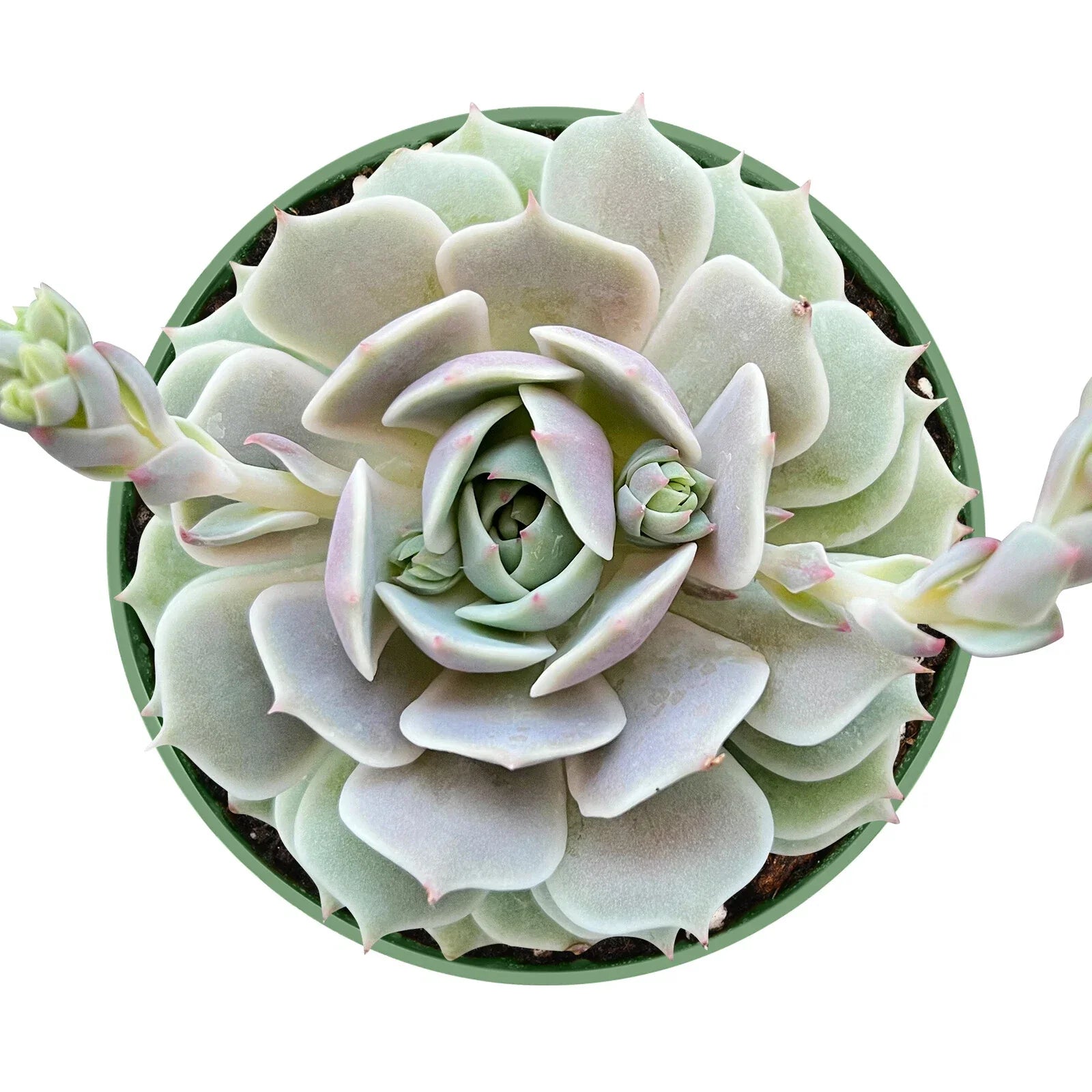 Echeveria Lola Succulent Plant in 4 Inch Pot - Live Rosette Succulent (Echeveria 'Lola') - Easy Care Indoor/Outdoor Plant