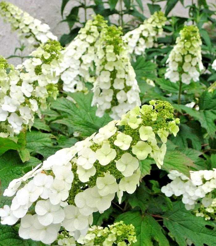 Live Oakleaf Hydrangea Plant 5-6" Snow Queen Hydrangea quercifolia - White to Pink Flowers, Pollinator Friendly, No Pot Included