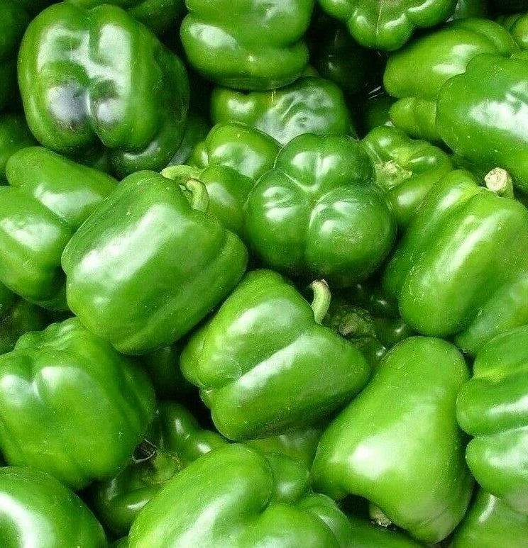 California Wonder Bell Pepper Seeds - 100+ Culinary Sweet Peppers - Capsicum annuum - Non-GMO - Free Shipping
