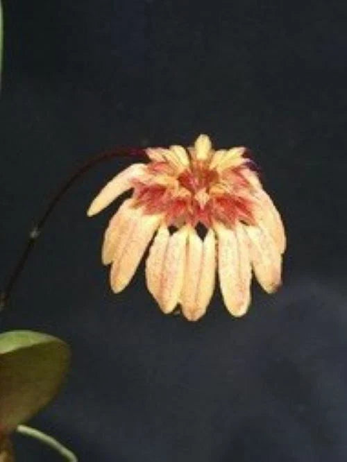 Miniature Orchid Plant 3" Pot Bulbophyllum roxburghii - Compact Indoor Orchid for Beginners, Unique Flowers
