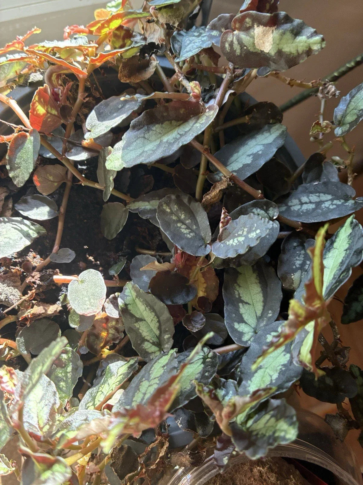Polynesian Ivy Trailing Watermelon Vine - 4-Inch Pellionia Repens - Unique Indoor Houseplant Decor - Pet-Friendly Plant