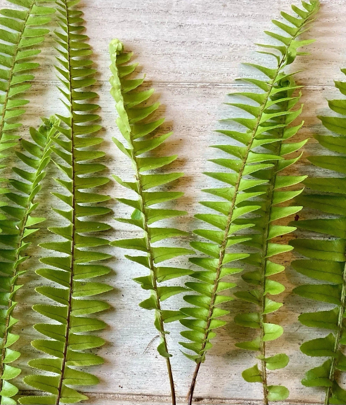 Rooted Ferns 20 Pack - Lush Green Indoor Plants - Various Varieties - Ideal for Home Decor - Low Maintenance Ferns