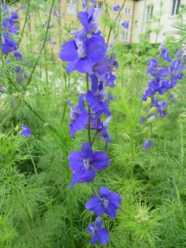 Delphinium Seeds 100 Count - Blue, Pink, White Mix - Delphinium Ajacis - Fresh Larkspur for Vibrant Garden Planting