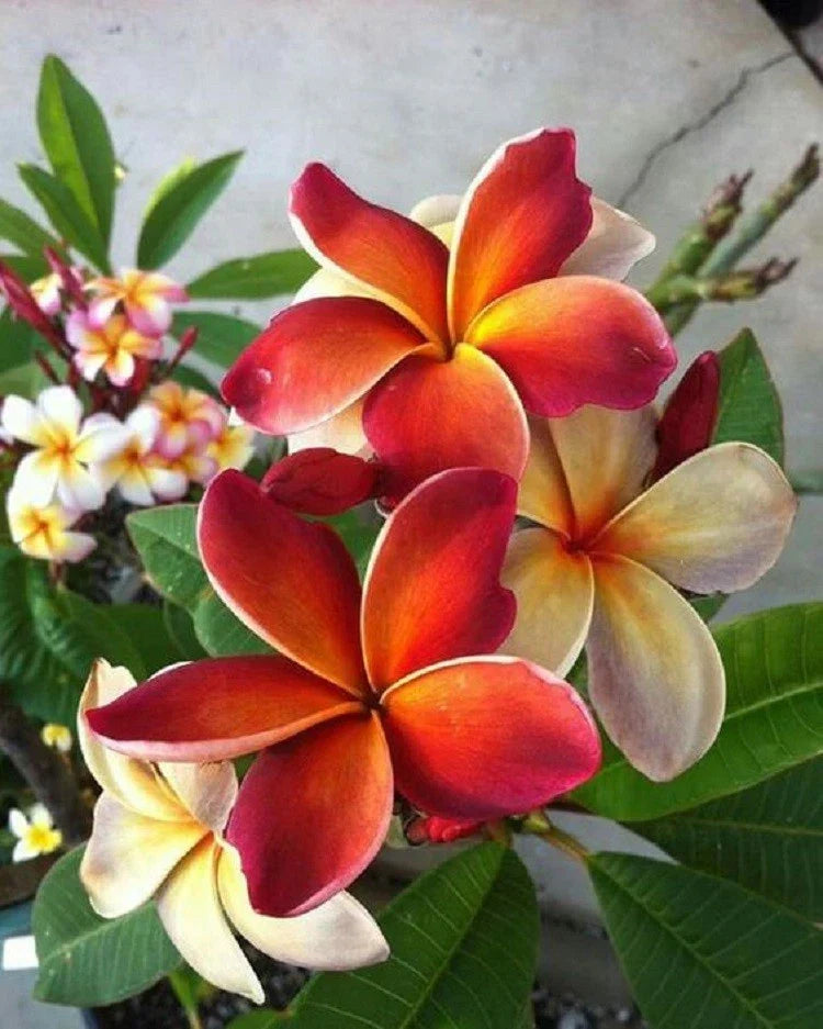 Plumeria Seeds - 5 Dark Orange Hawaiian Flower Lei Seeds - Perennial Bloom - Plumeria rubra