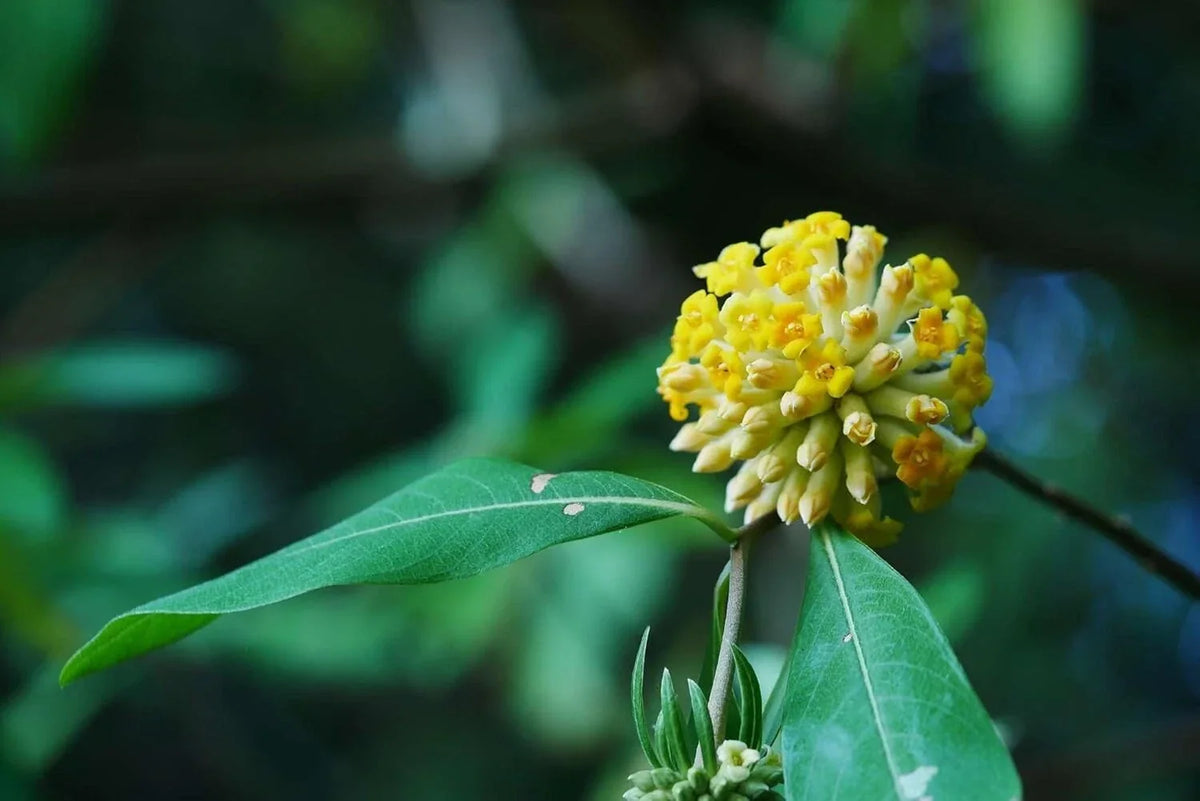 Indian Papertree Seeds - 20 Pack - Edgeworthia gardneri - Fragrant Flowers - Ideal for Garden Planting