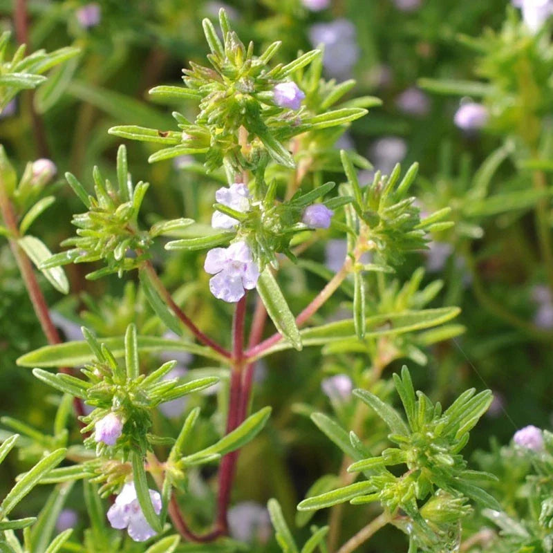 Summer Savory Herb Seeds, Non-GMO, Chubrica Variety, Satureja hortensis, Multiple Sizes Available