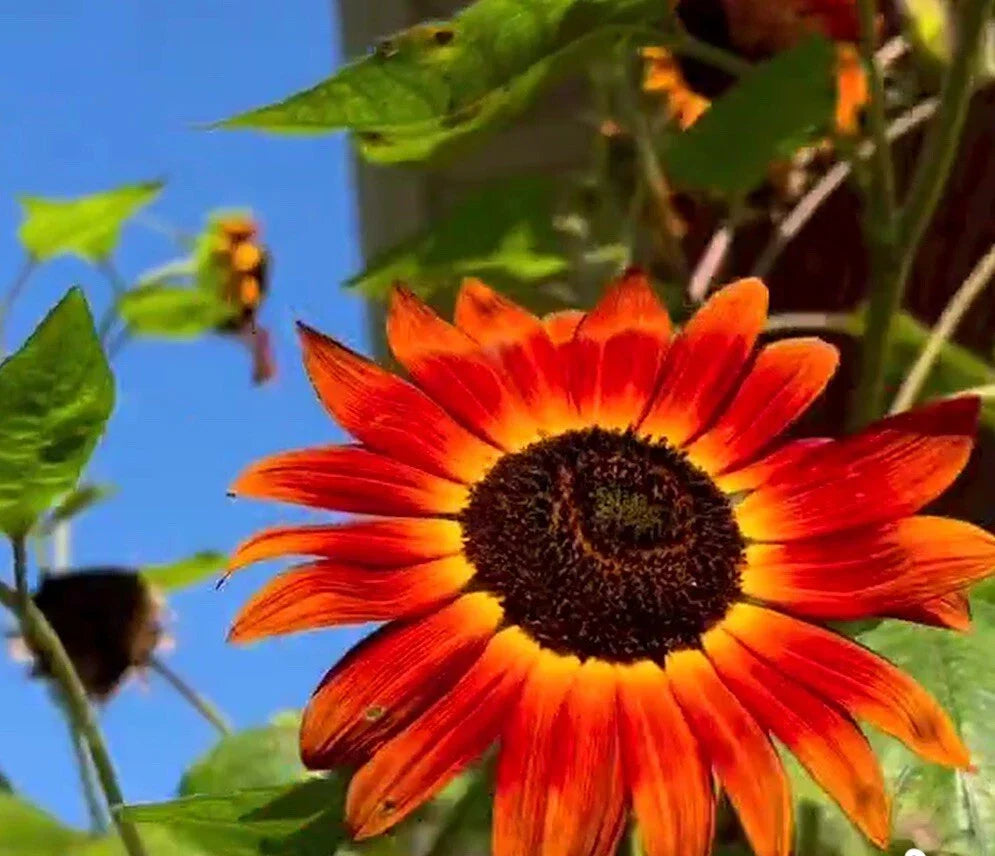 Velvet Queen Sunflower Seeds - 50+ Non-GMO Heirloom - Helianthus annuus - Deep Red to Golden Blooms for Garden & Cut Flowers