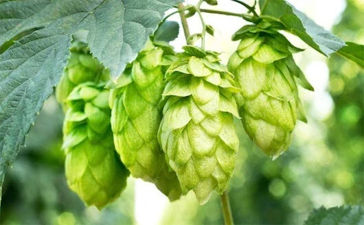 Hops Vine Plant Cuttings 5-Pack, Japanese Hops, Humulus lupulus, Perennial for Home Brewing, Garden Vertical Growth