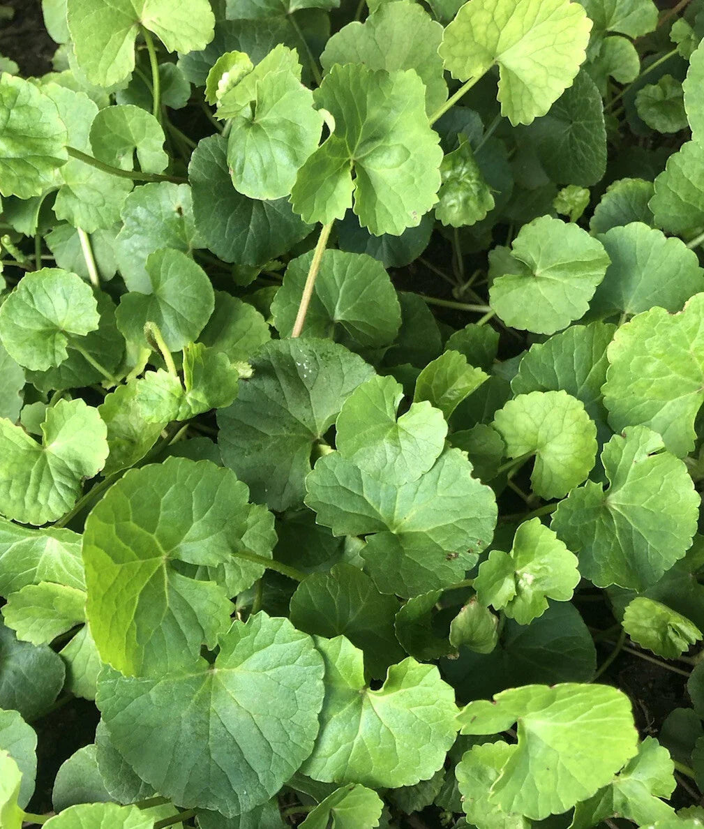 Pennywort Gotu Kola Live Plants 10pcs Bare Root Centella Asiatica for Gardening Herbal Remedies Indoor Decor