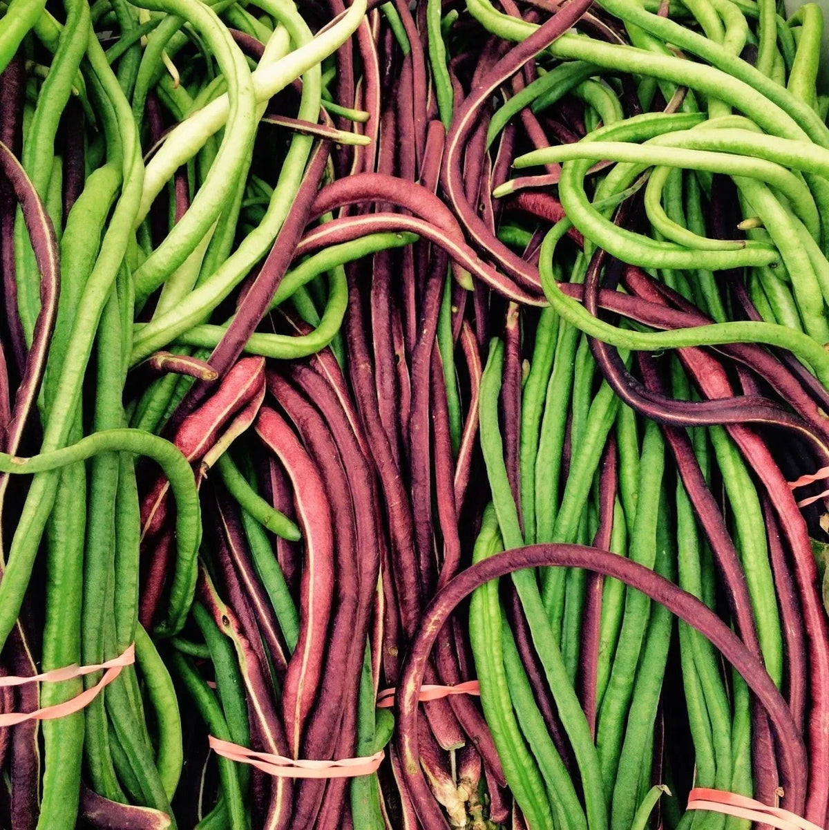 Yard Long Bean Seeds - 2 Color Mix - Red & Green - Vigna unguiculata subsp. sesquipedalis - Non-GMO Vegetable Seeds