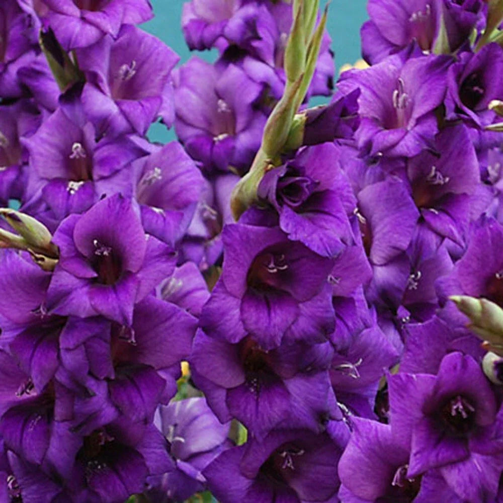 Gladiolus Bulbs 12-14cm Purple Flora Tall Sword Lily Gladiolus 'Purple Flora' - Velvety Purple Blooms for Gardens and Cut Flowers