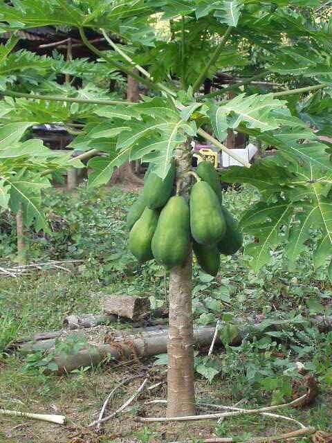 Solo Sunrise Papaya Seeds - Fast-Growing Fruit - Carica papaya - Low to the Ground, Easy to Grow, Non-GMO, Ideal for Home Gardens