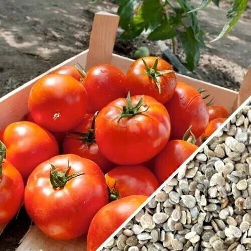 Homestead Tomato Seeds - 120+ Heirloom, Organic, Non-GMO, Drought Resistant - Solanum lycopersicum