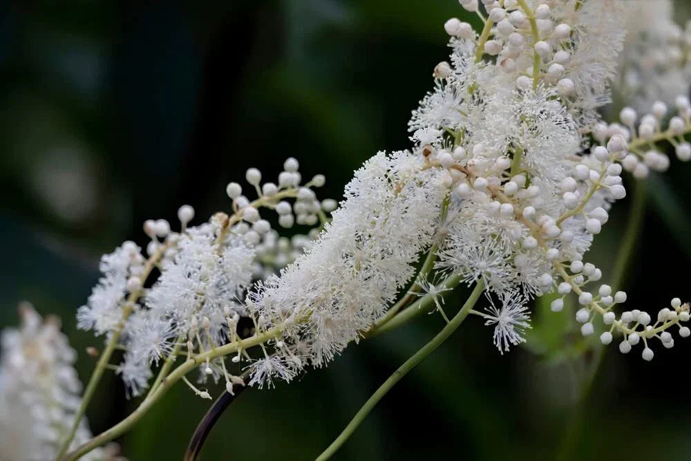 Black Snakeroot Seeds (15 Seeds) - Rare Cimicifuga racemosa - Perennial Herb for Shade Gardening and Landscaping