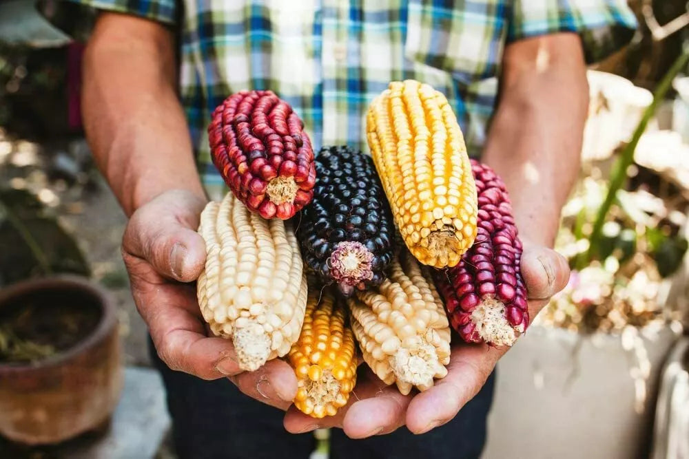 Exotic Maize Mix Seeds 30 Count - Blue, Red, White, Yellow Varieties - Zea mays - Colorful Garden & Culinary Delight