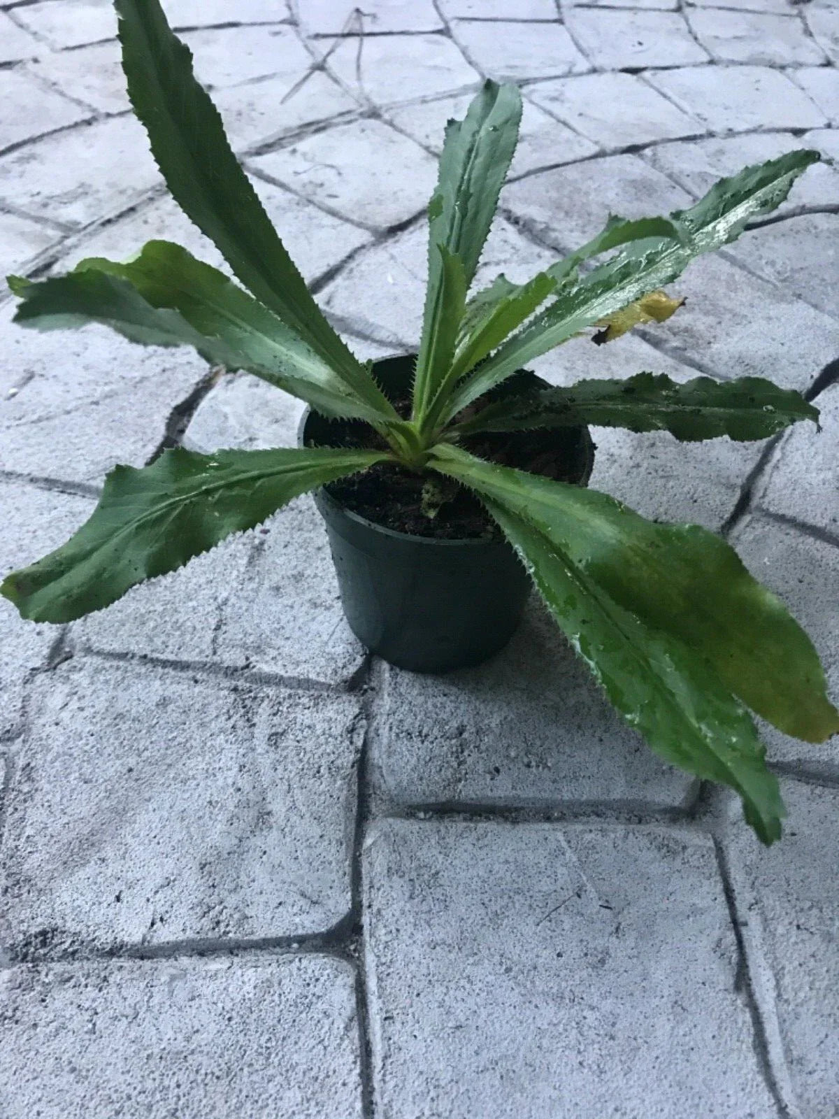 Live Culantro Plant 4" Pot Eryngium Foetidum Aromatic Herb for Culinary Garden
