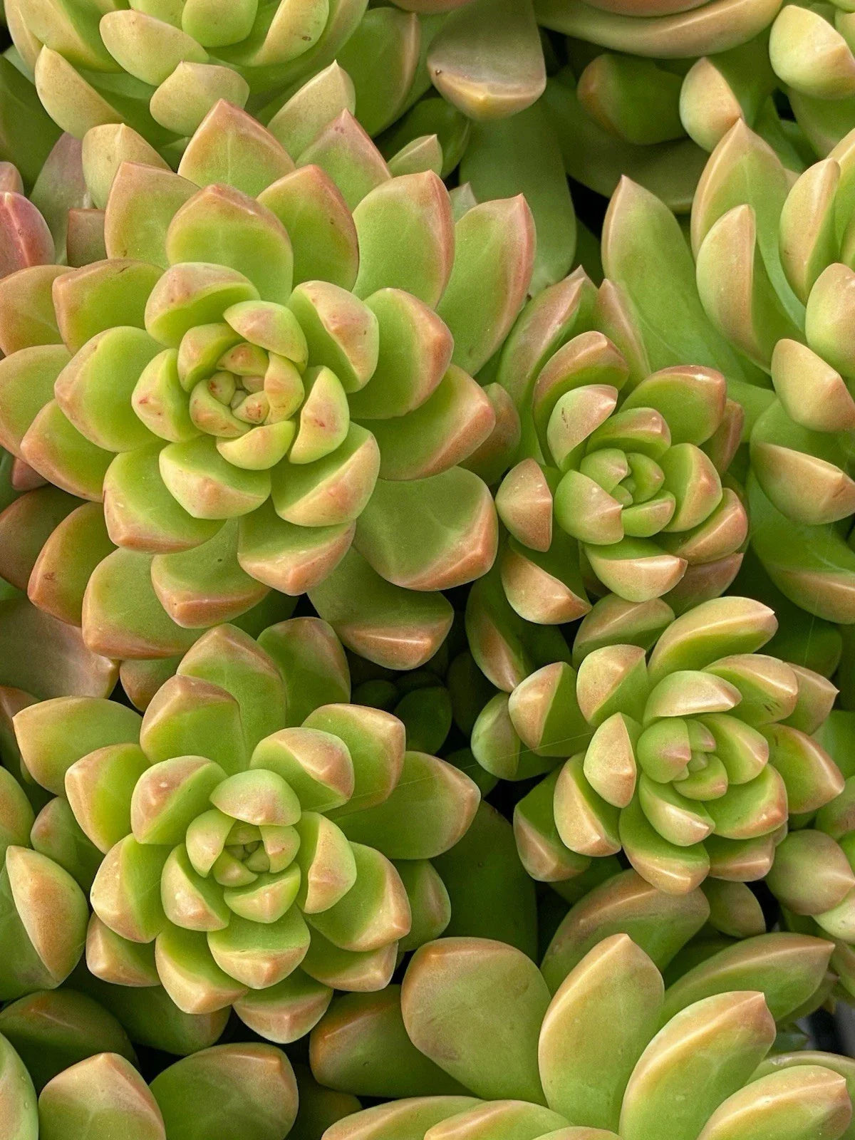 Sedum Adolphi Golden Glow 2-Inch Live Succulent Cutting | Rare Healthy Plant for Home Garden Decor | Easy Care Succulent