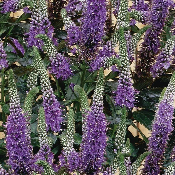 Purple Veronica Seeds - 100 Perennial Flower Seeds - Speedwell Royal Candle Flower - Veronica spicata