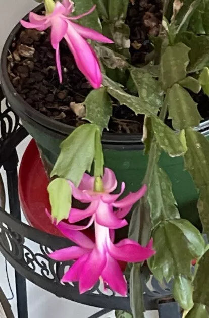 Schlumbergera Cactus Cutting - Perfect Pink Succulent Starter Plant for Home Decor - Christmas Cactus (Schlumbergera)