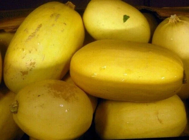 Spaghetti Squash Seeds 20 Ct Heirloom Vegetable Cucurbita pepo - Non-GMO, Winter Garden, Fresh Stock, USA Quality