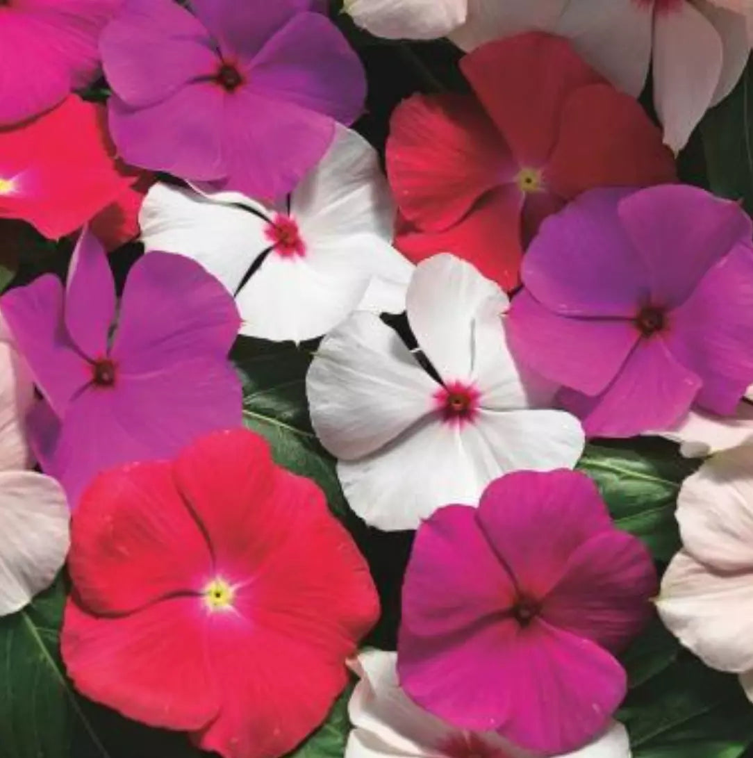 Vinca Live Plugs, 10 Baby Plants, Cora Cascade XDR Mix, Heat Tolerant, Trailing, Catharanthus roseus