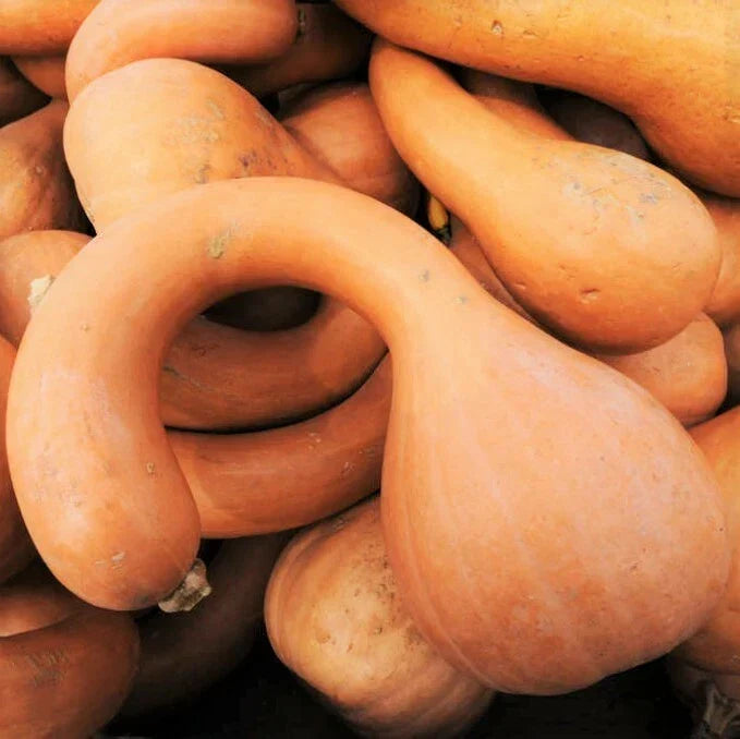 Turkey Neck Pumpkin Seeds | Heirloom Variety | Pennsylvania Dutch Long Crookneck Squash | Cucurbita pepo | 20 Seeds per Packet
