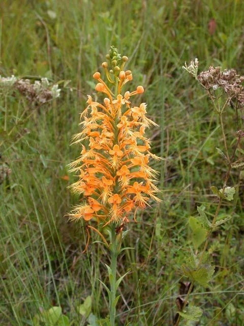 Orange Fringed Orchid Rhizomes - 5 Platanthera ciliaris Tubers for Garden or Landscape, Vibrant Orange Flowers, Easy to Grow