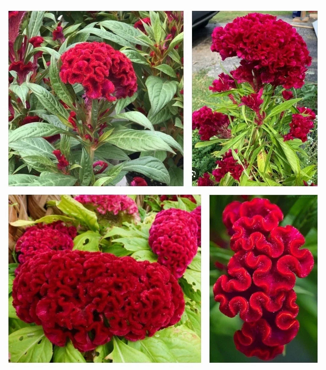 Cockscomb Flower Seeds 50 Count - Red Plumed Variety Celosia cristata - Vibrant Garden Seeds for Pollinator Attraction