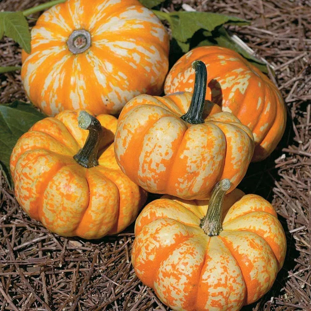 Hooligan Pumpkin Seeds - 20 Seeds - Variegated Bumpy Skin - Cucurbita pepo - Non-GMO Heirloom for Gardening & Fall Decor