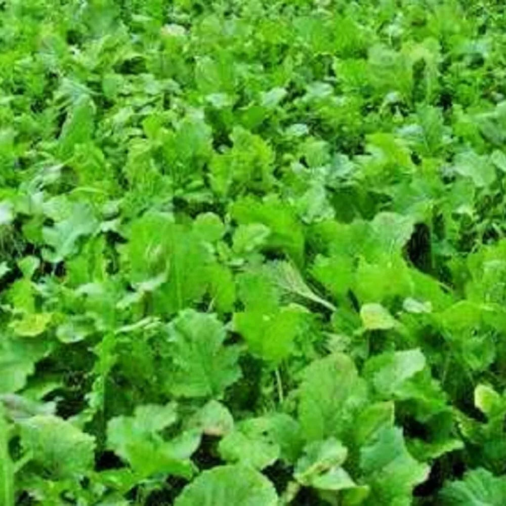 Namenia Turnip Seeds | NON-GMO Heirloom | Brassica rapa | Fast-Growing Vegetable Seeds for Home Garden