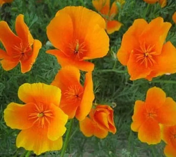 California Orange Poppy Seeds 300+ Perennial Flower Seeds Eschscholzia californica Bees Friendly Garden Plant
