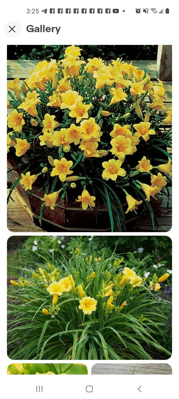 Stella De Oro Daylily Live Plant 6-Pack, Yellow Hemerocallis, Reblooming, Drought Tolerant, Bare Root, Outdoor Garden