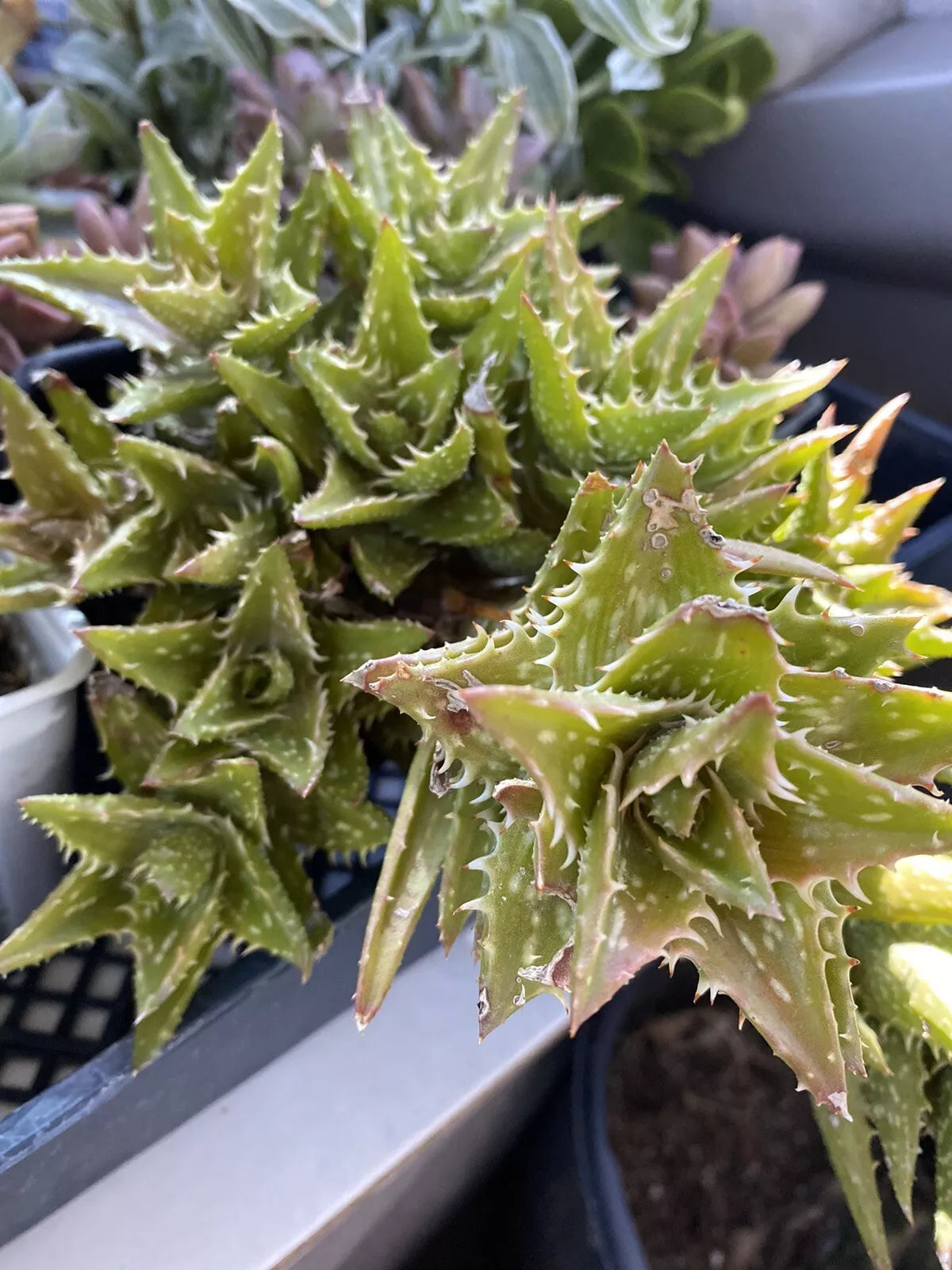 Aloe Juvenna 'Tiger Tooth Aloe' Succulent Plant - 4 Inch Pot, Green Spiky Leaves, Indoor Houseplant, Drought-Tolerant
