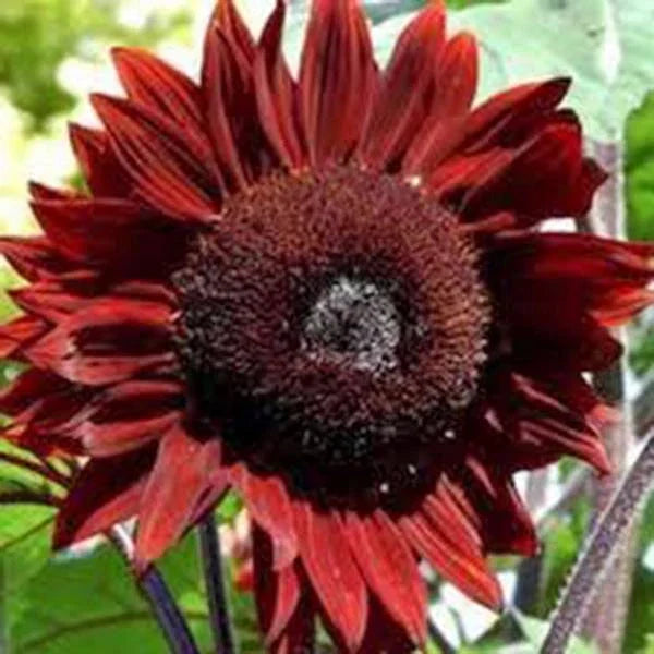 Red Sunflower Seeds, 100 Count, Bright Red Blooms, Helianthus annuus - Non-GMO, Pollinator-Friendly Garden Flowers