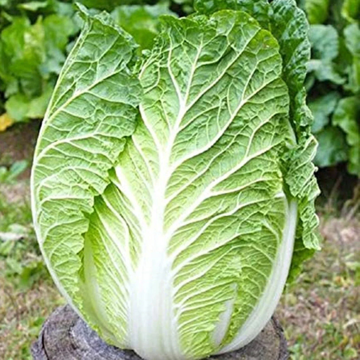 Kyoto No 3 Japanese Napa Cabbage Seeds - 600+ Non-GMO Seeds - Brassica rapa subsp. pekinensis - Ideal for Asian Dishes