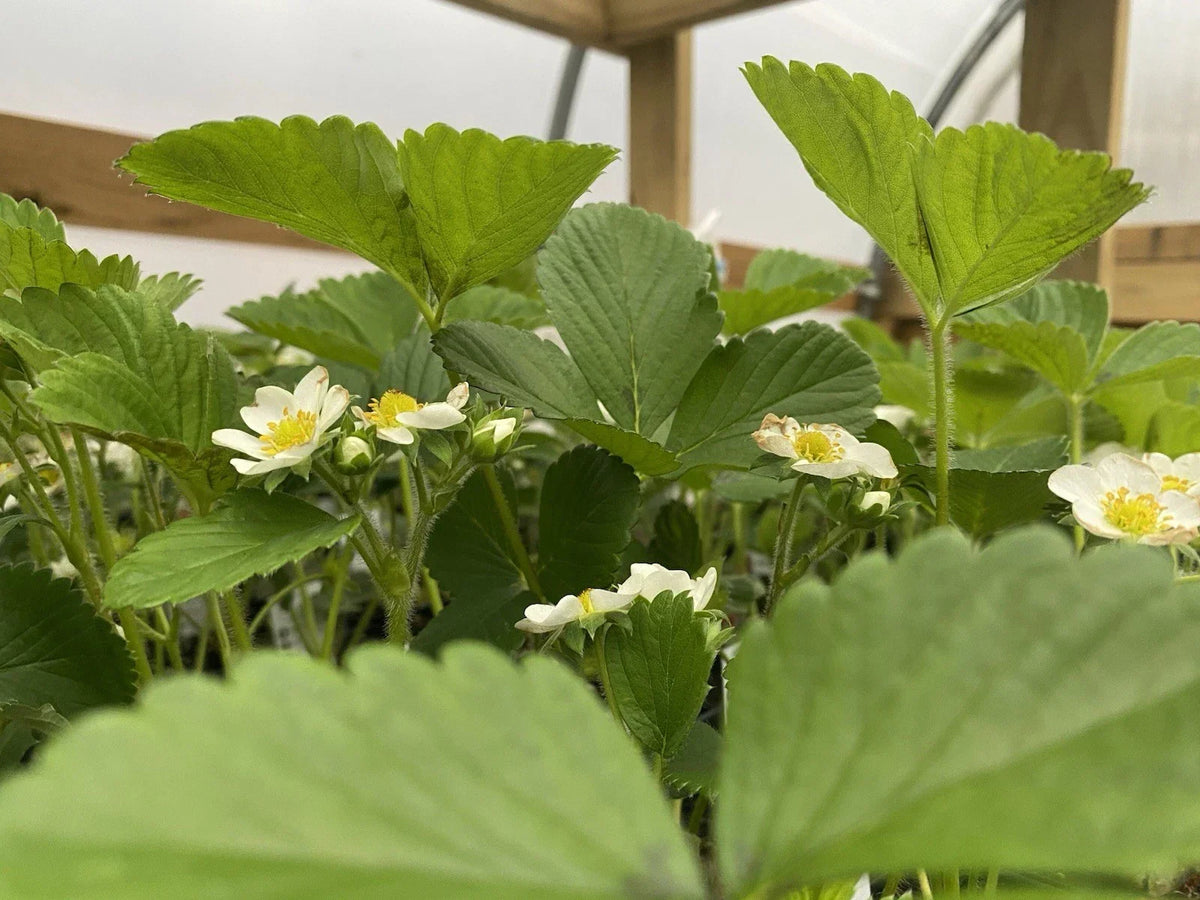 10 June Bearing Strawberry Plants - Bare Root - Fragaria x ananassa - Ideal for Outdoor Gardening, Spring 2025