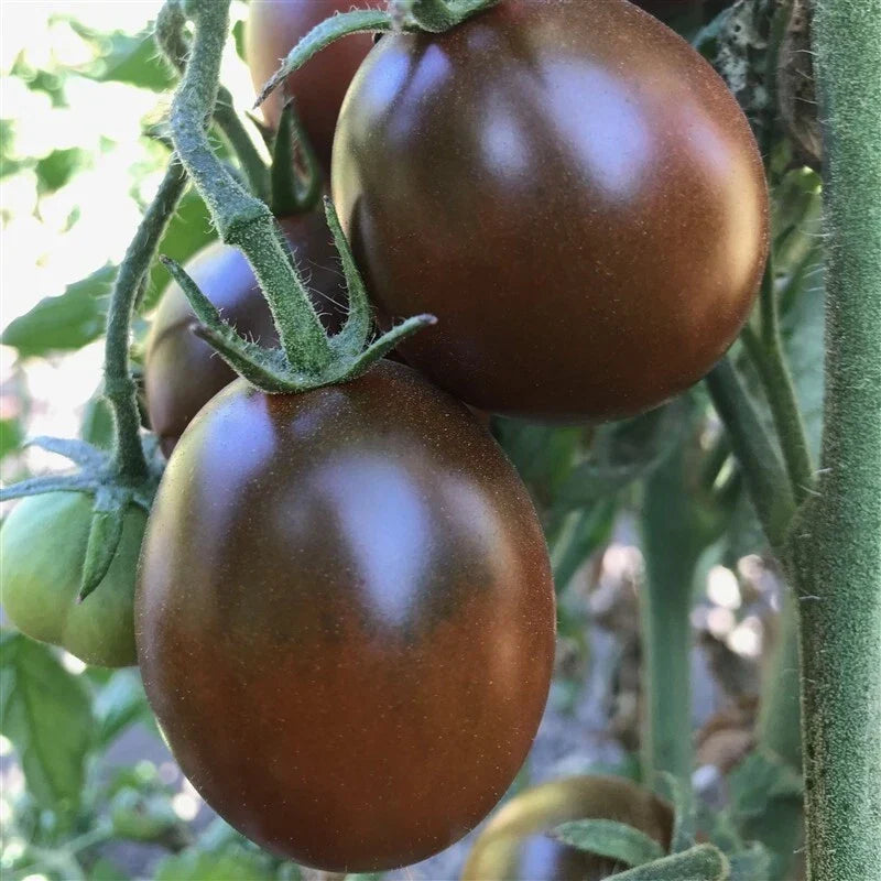 Black Prince Tomato Seeds - 10+ Organic Heirloom Non-GMO - Solanum lycopersicum - Rare Variety for Home Gardening