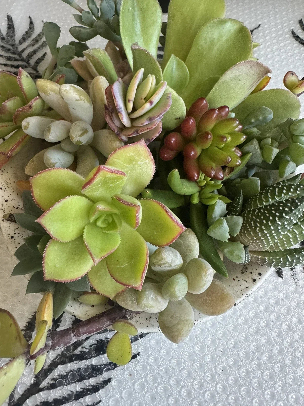 10 Assorted Succulent Cuttings for Terrariums & Fairy Gardens - Various Species - Perfect for DIY Projects