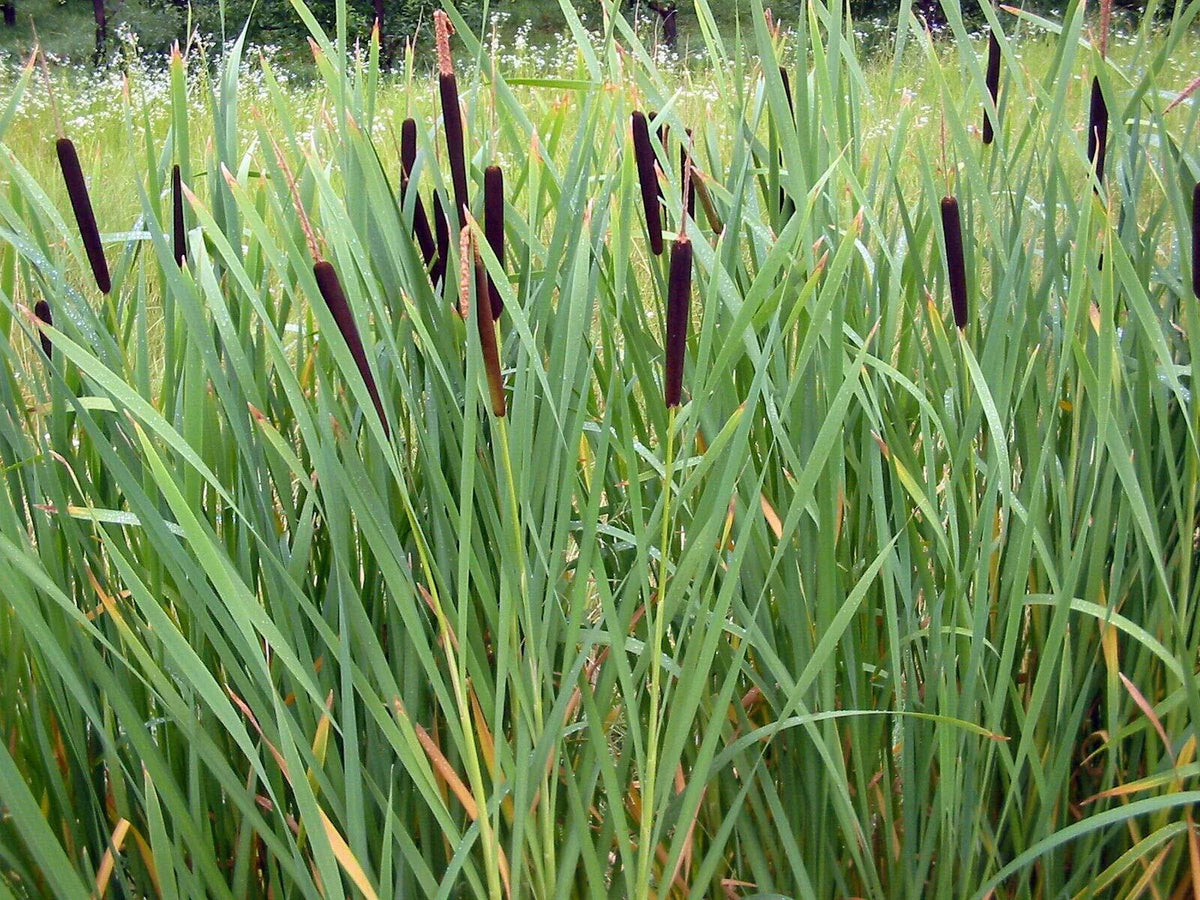 Cattail Seeds 2000 Count - Fresh Harvest Typha latifolia - Water Garden Plant, Wildlife Habitat, Low Maintenance Gardening