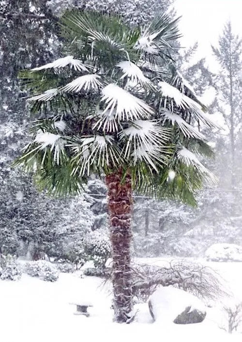 50 Windmill Fan Palm Seeds - Trachycarpus Fortunei - Hardy Tropical Tree for Garden and Landscape - Cold-Hardy Palm Seeds