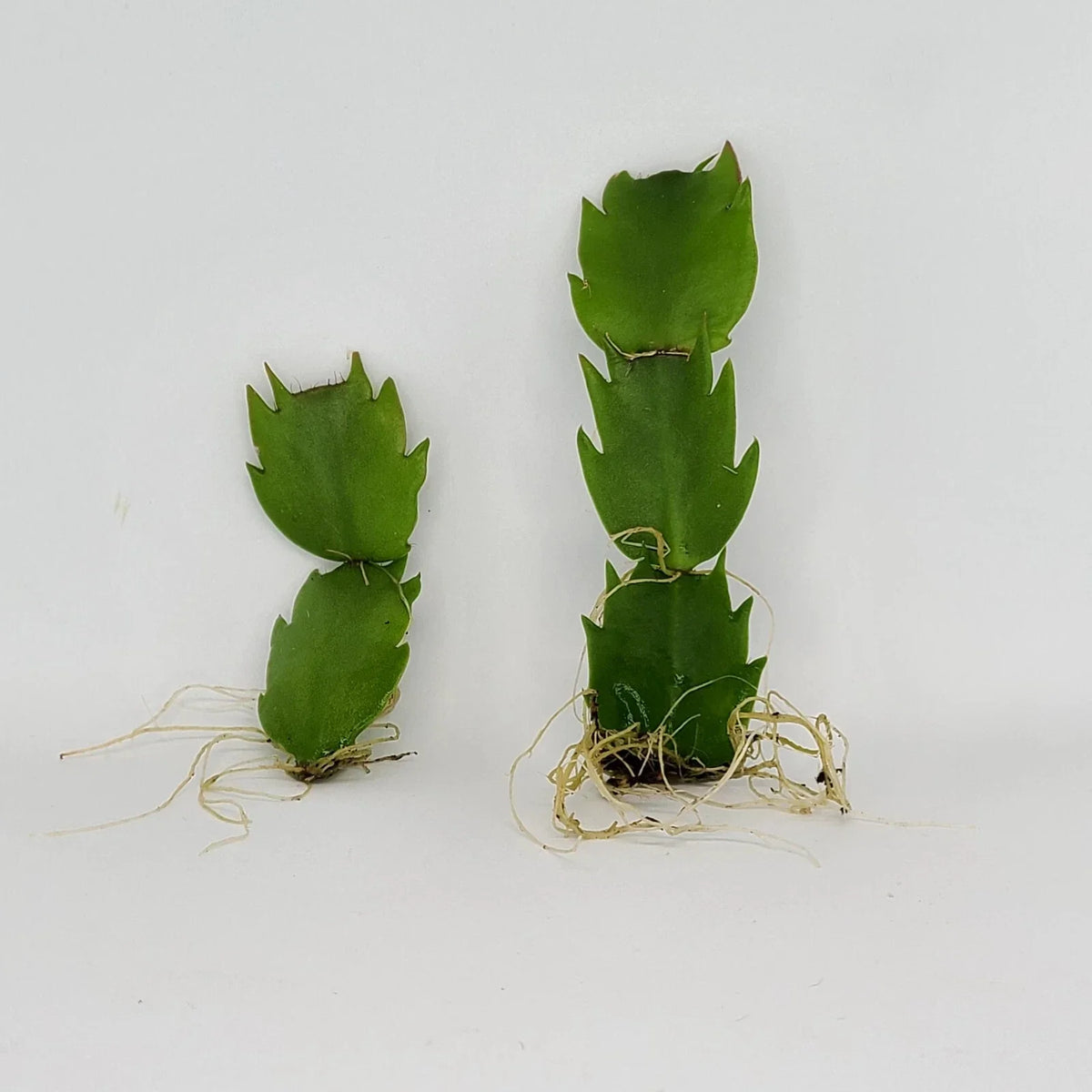 Thanksgiving Cactus Plant - Rooted Indoor Houseplant - Schlumbergera Truncata - Holiday Decor