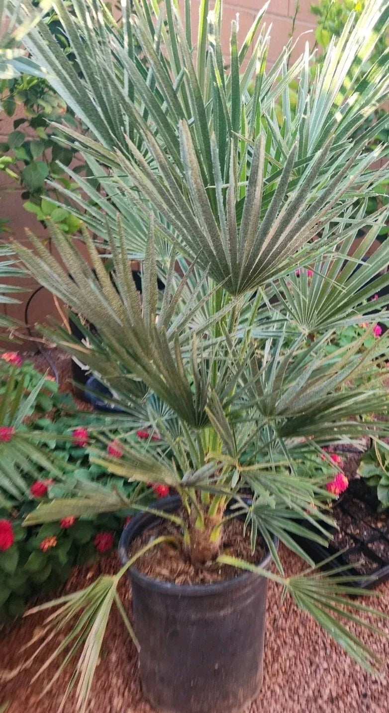 Mediterranean Fan Palm Tree, 7 Gal Pot, Chamaerops Humilis, Tropical Indoor/Outdoor Plant, Hardy & Low Maintenance